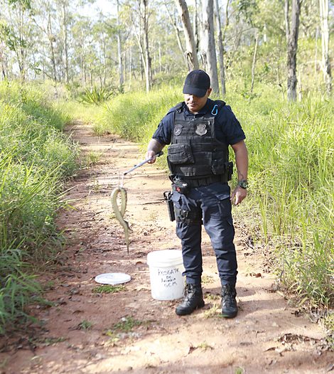 Contenção de serpente com gancho de manejo, afastada do corpo