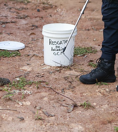 Equipamentos de resgate de fauna: gancho de manejo e balde de acondicionamento na trilha