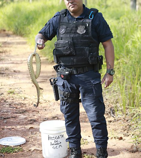 Identificação da espécie da serpente suspensa no gancho durante o resgate